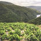 Vistas de un viñedo de la Ribeira Sacra entre Lugo y Ourense, en Galicia.