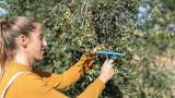 Una joven agricultora recoge aceitunas en un olivar español.