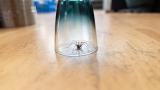 Una araña atrapada debajo de un vaso.