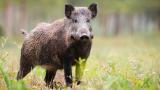 Jabalí salvaje en el campo, problema para los agricultores en Santarém, Portugal.