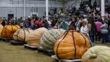 Unos gemelos de 64 años consiguen cultivar la calabaza más grande y larga del mundo: "El secreto está en el invernadero"