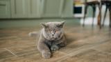 El gato se orina en el piso, el propietario detecta humedades y al dueño del minino le cae una gran factura