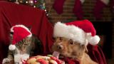 Gato y perro comiendo y bebiendo galletas y leche de Papá Noel.