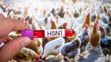 Una mano sostiene un tubo de ensayo etiquetado "H5N1" sobre un fondo de un gallinero con gallinas.