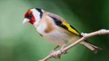 (Carduelis cardueli