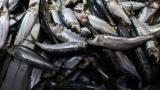 Golpe de Marruecos a la industria conservera española: amenaza con un corte en el suministro de sardinas que podría asfixiar a la competencia