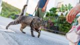 Gato caminando por la calle acercándose a una persona, imagen representativa de historias de mascotas que regresan a casa tras perderse.