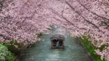 Vista de uno de los viajes en barco entre los cerezos en flor tan típicos de Japón