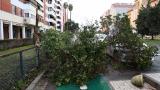 Dos árboles caídos debido a las fuertes ráfagas de viento