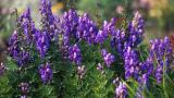 Aconitum napellus, el nombre científico de una planta peligrosa si no tienes cuidado