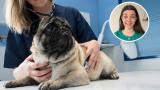 Laura casquero y veterinaria con un perro @lauracasquerooo888
