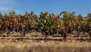 Imagen de viñedos de La Rioja