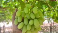 Un racimo de uvas de Grapa Varieties aún sin recolectar.