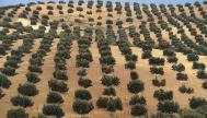 Olivares en la provincia de Jaén, Andalucía.