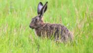 Un conejo libre en un campo de Alemania.