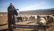 Un pastor marroquí da agua a sus ovejas cerca de Tinghir, al pie de las montañas del Atlas.