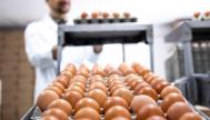 Producción y empaquetado de huevos en una empresa española.