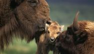 Imagen de archivo de dos bisontes europeos ('Bison bonasus') junto a su cría.