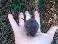 Una joven coge un ratón colilargo