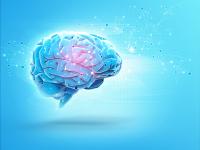La neurocientífica extremeña Marta Navarrete demuestra que las células que Ramón y Cajal llamó "pegamento" hace 125 años deciden qué aprendemos, recordamos y deseamos