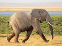 Elefante del Parque Nacional Amboseli, en Kenia.
