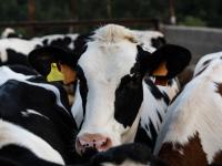 Una vaca en una granja de Cataluña.