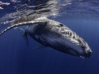 Una ballena jorobada (Megaptera novaeangliae), en una imagen de archivo