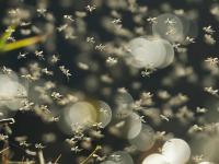 Enjambre de mosquitos