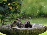Con un objeto, los pájaros se posarán en el jardín.