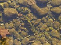 Vista en ángulo alto de un grupo de peces trucha nadando bajo el agua en un río durante el día.