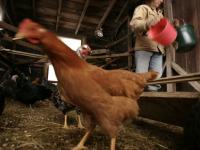 Una granjera cuidando de sus gallinas