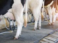 Vacas lecheras