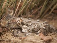 Una víbora común de escamas aserradas, también conocida como víbora gariba