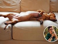 Un perro durmiendo y Susana Blanco