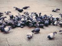 Palomas en una plaza, en una imagen de archivo