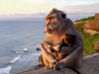 monos-templo-bali-iphone