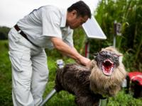 Miembros de JA Kisarazu-shi muestran un robot llamado "Super Monster Wolf"