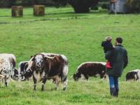 Un padre con su hijo y unas vacas