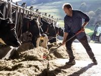 Un granjero utiliza una pala para acercar la comida a las vacas en una granja.
