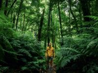 Un hombre paseando por un bosque frondoso.