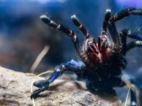 Una tarántula de color azul