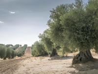 Una plantación de olivos en Ciudad Real