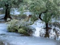 Un olivo dañado por una tormenta de nieve