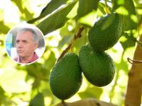 referencia-mundial-aguacate