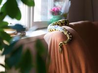 Una serpiente en el sofá del interior de una casa