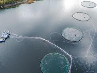 Vista de dron de una explotación de salmones en un fiordo de Noruega