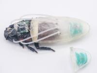 cucaracha-ciborg