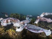 Calamares gigantes en Whyalla, Australia.