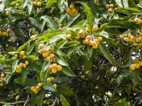 La especie de árbol níspero lleno de fruta
