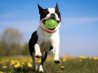 Un perro corriendo con una pelota en la boca sobre un verde césped